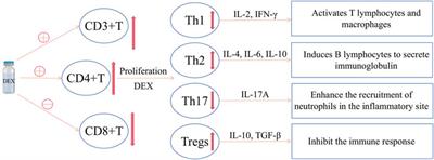 Effects of Dexmedetomidine on Immune Cells: A Narrative Review